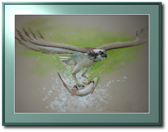 <a href="Preisliste.php#preise_kreide">» zur Preisliste</a><br /><br /><a href="Techniken.php#kreide">» Technik: Kreide</a> Fischadler-Portrait